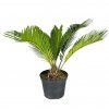Cycas japonský 30-40cm  Cycas revoluta