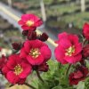 Trvalka Saxifraga k9 červená  Saxifraga