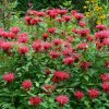 Monarda 'Balmy Rose', v črepníku C1  Monarda didyma