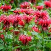 Monarda 'Balmy Rose', v črepníku C1  Monarda didyma