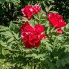 Pivonka drevnatá C1/2l červená  Paeonia suffruticosa