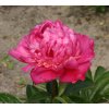 Trvalka Pivonka C1 ružová plnokvet.  Paeonia