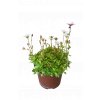 Trvalka Saxifraga k9 biela  Saxifraga