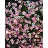 Trvalka Saxifraga k9 ružová  Saxifraga