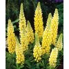Trvalka Lupina C1 žltá  Lupina