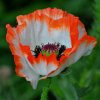 Trvalka Vlčí mak C1 červ-biely  Papaver