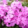 Trvalka Flox šidlolistý k9 ružový  Phlox