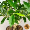 Bonsai ficus kimmen  Bonsai fikus malolistý