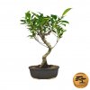 Bonsai ficus kimmen  Bonsai fikus malolistý
