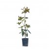 Magnólia veľkokvetá gallisoniere 10l  Magnolia grandiflora gallisoniere