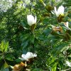 Magnólia veľkokvetá gallisoniere 10l  Magnolia grandiflora gallisoniere