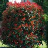 Cervienka fraserova Red Robin clt9 90-110cm  Photinia fraseri Red Robin