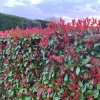 Cervienka fraserova Red Robin clt9 90-110cm  Photinia fraseri Red Robin