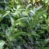 Vavrínovec lekársky Novita p9,5  Prunus laur. Novita