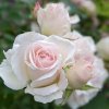 Ruža pôdokryvná bielo-ružová C1/2l  Rosa