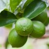 Citrus Citrónovník limetový clt5 km30cm  Citrus Aurantifolia Lime