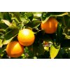Citrus Pomarančovník clt5 km30cm  Citrus Myrtifolia Chinotto