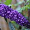 Budleja Dávidova Empire blue 2l/2,5l  Buddleja davidii