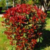 Červienka Fraserova Robusta Compact 1/2kmeň, clt15  Photinia fras. robusta compacta