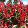 Červienka Fraserova Robusta Compact 1/2kmeň, clt15  Photinia fras. robusta compacta