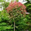 Photinia fraseri Cassini Pink Marble