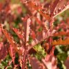 Červienka čínska Crunchy 1/4kmeň  Photinia Serratifolia Crunchy