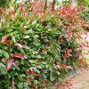 Červienka Fraserova Little Red Robin 9l, 1/4kmeň  Photinia fraseri Little Red Robin