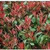 Červienka Fraserova Little Red Robin 9l, 1/4kmeň  Photinia fraseri Little Red Robin