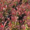 Červienka Fraserova Robusta Compact 7l, 1/4kmeň  Photinia fraseri Robusta Compact