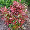 Červienka Fraserova Robusta Compact 7l, 1/4kmeň  Photinia fraseri Robusta Compact
