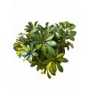 Seflera Gold Capella 3 kmen  Scheflera Arbor.