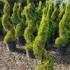 Cyprusovec leylandský Castl. Gold clt.20 120/140 špirála  Cupressocyparis leylandii 'Castlewellan Gold' spiral