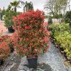 Červienka Fraserova Robusta Compact Spalliera 120x90cm  Photinia freseri 'Robusta Compacta' spallera