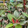 Červienka Fraserova Robusta Compact Spalliera 120x90cm  Photinia freseri 'Robusta Compacta' spallera