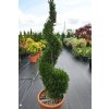 Cyprusovec leylandský, špirála, výška 80/100 cm, v črepníku 10l  Cupressus leylandii spiral