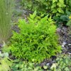 Nandina Lemon Lime 35/40cm  Nandina domestica 'Lemon and Lime'