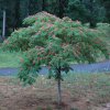Albizia julibrissin 80-100cm