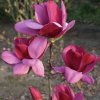 Magnólia Emperor 6l  Magnolia