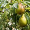 Hruška Garden Gem zakrslá, kont.  Pyrus communis 'Garden Gem'