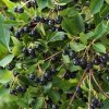 Aronia Hugin (sladsia) 2l/C1  Aronia prunifolia 'Hugin'