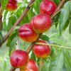 Nektarinka Flavortop stredne skorá, voľnokorenná  Prunus nucipersica 'Flavortop'