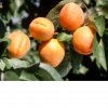 Marhula Goldrich stredne skorá, voľnokorenná  Prunus armeniaca 'Goldrich'