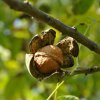 Orech Juglans regia  Juglans regia