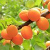 Marhuľa Early Orange, stredne skorá, samoopelivá, voľnokorenná  Prunus armeniaca 'Early Orange'