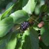 Moruša čierna Mojoberry 2l/P17  Morus nigra 'Mojoberry'