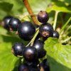 Ríbezla čierna Titania ker, kont.  Ribes nigra 'Titania'