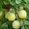 Ringlota žltá Oulinská, skorá samoopelivá, kont.  Prunus domestica sub. Italica 'Oulinska'