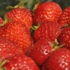 Jahoda Senga Sengana 10pack  Fragaria ananassa 'Senga Sengana'