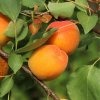 Marhula stlpovitá Oranžová 6l, 60-80cm  Prunus armeniaca 'Orange'