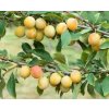 Ringlota žltá Oulinská, skorá samoopelivá, voľnokorenná  Prunus domestica sub. Italica 'Oulinska'
